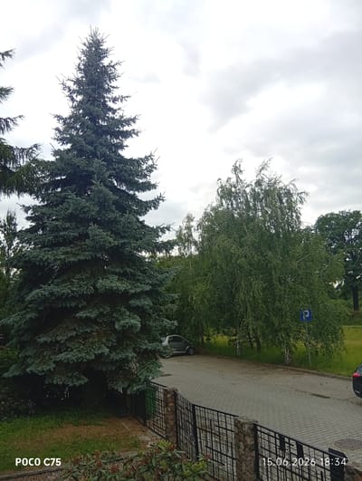 This image depicts an outdoor scene with lush green trees and a paved area. A tall, conical evergreen tree dominates the left side of the frame, its branches reaching upwards against a cloudy sky. To the right, a weeping birch tree with delicate leaves sways in the breeze. A silver car is parked on the paved area, and a blue parking sign with a white "P" is visible. A black metal fence runs along the bottom of the image, separating the paved area from a grassy patch and some flowering bushes. The timestamp "15.06.2026 18:34" is visible in the bottom right corner, along with "POCO C75" in the bottom left. The location is Wrocław, Poland.