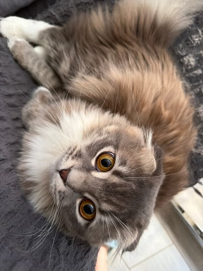 The image shows a close-up, overhead view of a fluffy, grey and brown cat lying on a dark grey, textured surface, likely a blanket or couch. The cat is looking directly at the camera with striking amber-colored eyes. Its ears appear to be folded back, characteristic of some breeds. The cat's fur is long and appears soft, with lighter grey and white markings on its face and paws, and a brown or reddish-brown color on its back and tail. The lighting is soft and natural, highlighting the cat's features. The background is out of focus, showing hints of a floor with tiles and a blurred metallic object. There is no indication of the location being in Vovchynets, Ukraine, or any other specific city. The image is a portrait of a domestic animal.