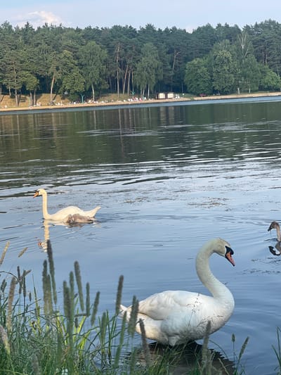 A scenic view of a lake with a forested shoreline is presented, featuring two swans on the water. The larger swan, predominantly white, is positioned in the foreground on the right, with its neck gracefully curved. A smaller swan, with patches of grey and white, swims further out on the left, its reflection visible in the calm water.
The background shows a dense forest lining the shore, with scattered trees and some areas of open ground. Along the edge of the water, near the trees, are several white beach umbrellas and lounge chairs, suggesting a recreational area. The water itself has a smooth, reflective surface with streaks of light and shadow. Some tall grasses and reeds are growing along the right edge of the frame, adding a natural element to the scene.
The lighting suggests it is daytime, with the sun casting reflections on the water. The overall atmosphere is peaceful and serene, highlighting the natural beauty of the location. No text is visible in the image. The location context indicates this scene is from Ждановіцкі сельскі Савет, Belarus.