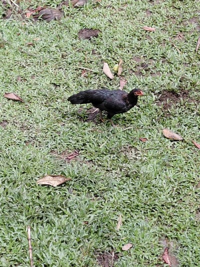A black chicken stands on a patch of green grass, its head tilted upwards, possibly crowing. The grass is interspersed with fallen leaves and small patches of bare earth. The chicken is centrally located in the frame, surrounded by the verdant green of the grass. The scene suggests a rural or backyard environment.