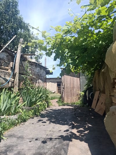 The image depicts a sun-drenched pathway in what appears to be a rural or semi-rural setting. Lush green foliage, including a prominent vine with large leaves, drapes over the scene, casting dappled shadows on the concrete ground.
On the left side of the pathway, an old, weathered wooden structure stands, its rough-hewn logs and crumbling plaster suggesting age and disuse. A blue hose is visible, attached to the side of this structure, and a tall, slender green plant with long, sword-like leaves grows in front of it.
To the right, a weathered wooden gate or door is visible, set within a darker, possibly metal structure. In front of this, a large black tire and some wooden boards are stacked, along with another large, light-colored object partially covered by a translucent material. Further down the pathway, a building constructed of light-colored bricks is partially visible, with a wooden doorway.
The scene is bathed in bright sunlight, indicating a clear day, likely late morning or early afternoon. The clear blue sky overhead with wispy clouds further supports this. The overall impression is one of a somewhat neglected, but still functional, outdoor area, possibly a backyard or alleyway in a residential area in Auly, Ukraine. There is no visible text in the image.