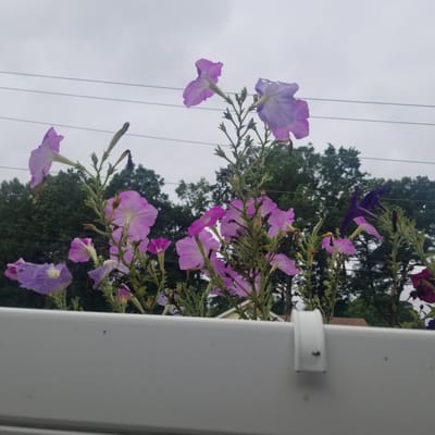 The image shows a cluster of blooming petunias in shades of pink and purple, with a few dark purple flowers also visible. The flowers are growing in a white planter box, with a white clip attached to the side. In the background, there are trees and a cloudy sky with power lines crisscrossing it. There are no people or animals visible in the image. The scene appears to be outdoors. The image was taken in Virginia Beach, United States of America.