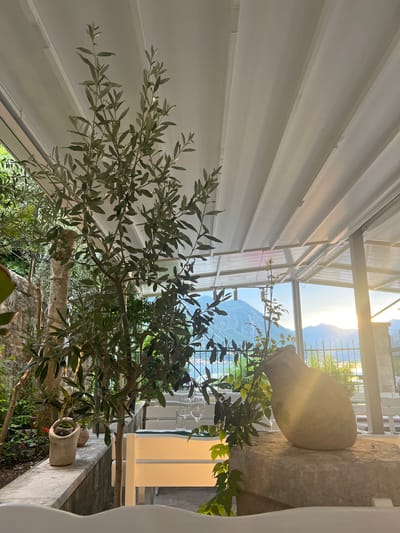 This is a vertical, eye-level, outdoor photograph taken in Dobrota, Montenegro, during what appears to be a bright, sunny day. The sun is low in the sky, casting a warm glow and creating lens flare through a modern structure with a white corrugated roof and transparent panels. In the foreground, an olive tree with numerous branches and small, elongated leaves dominates the scene, its branches extending upwards and to the left. The tree is planted in a light-colored, textured pot situated on a ledge.

Beyond the tree, the view opens to a scenic landscape. Mountains are visible in the distance, bathed in the sunlight, suggesting a clear day with good visibility. The scene suggests a tranquil setting, possibly a garden or a terrace. The presence of glass wine glasses hanging in the background, along with white wooden furniture, hints at a place for relaxation or dining, perhaps a cafe or a private residence with an outdoor seating area. A large, rough-hewn stone block with a rounded top, possibly an ancient architectural element or garden feature, sits to the right of the olive tree. Below the ledge where the olive tree sits, there's a glimpse of greenery and stone walls, adding to the rustic charm of the location. The overall mood is peaceful and serene, highlighting the natural beauty of Montenegro bathed in the golden light of the sun. No people are visible in the image, and there is no visible text.