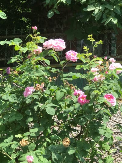 A bush of pink roses with green leaves is in full bloom. Some of the roses are open and fully bloomed, while others are still budding. A few dried roses are also visible amongst the green foliage. The bush is located in front of a weathered turquoise wooden fence, behind which a dark green, ornate metal fence is visible. Overhanging green leaves from a tree are casting shadows on the scene, suggesting it is daytime. The ground beneath the bush is covered in small, light-colored gravel. This image was taken in the Miraflores district of Lima, Peru.