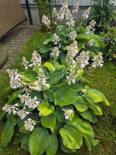 In the city of Provodnik, Russia, a lush Hosta plant with large, green, ribbed leaves is in bloom. Delicate, pale pink and white tubular flowers grow in tall spikes atop the foliage. The leaves appear wet, indicating recent rain or dew. The plant is situated outdoors in a garden setting, with a paved pathway made of grey interlocking stones visible to the left, and green grass covering the ground around it. A brown shaded canopy is partially visible in the upper left corner, and a metal fence runs along the background.