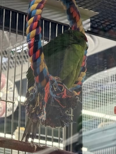 A green parrot is resting inside a cage, perched on a thick, colorful rope toy. The rope is braided with thick strands of various colors, including blue, yellow, red, and purple. The parrot is nestled into the rope, with its head tucked down and its body curved. Its feathers are predominantly green, with some darker feathers on its wings and tail. The cage bars are visible, as is the reflective surface of the cage, which creates some glare in the image. The background is blurred but appears to be an indoor setting, possibly a pet store or a home. There is a suggestion of patterned material and possibly other objects in the background, but they are not clearly discernible. The lighting appears to be artificial, suggesting it is daytime or nighttime indoors. No text is visible in the image. The parrot appears relaxed, with no discernible emotions. The overall scene is a snapshot of a pet bird in its enclosure.