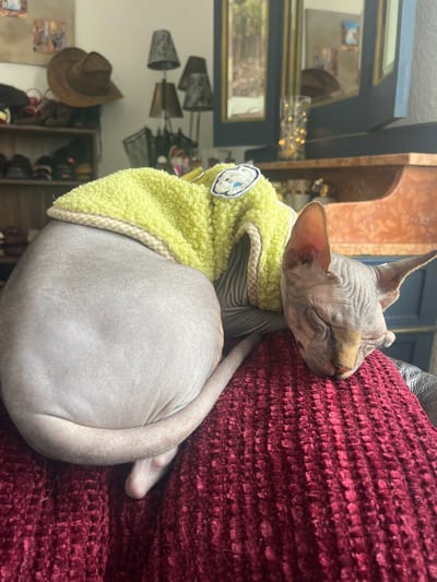 A hairless Sphynx cat wearing a yellow fleece sweater is asleep on a red textured couch. The cat is curled up with its head resting on the couch cushion. In the background is a shelf unit containing various items, including lampshades, a cowboy hat, and decorative objects. The scene is indoors, possibly in a residence located in Konz, Germany.