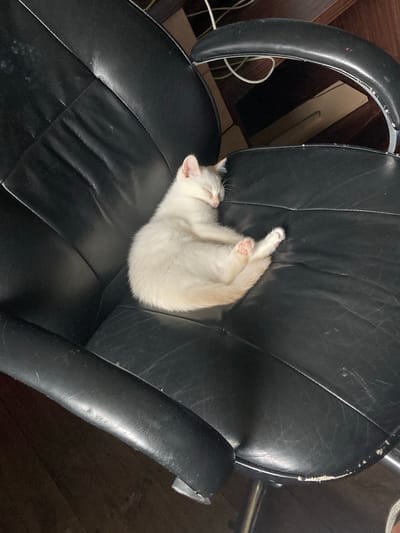 A white kitten sleeps curled up on a black leather office chair. The kitten is positioned in the center of the seat, facing left. Its eyes are closed, and its paws are tucked underneath its body. The chair appears worn, with visible creases and scuffs on the leather. The background is blurred, showing a wooden floor and part of a desk. The scene is indoors, likely in a home or office environment in Міханавіцкі сельскі Савет, Belarus.