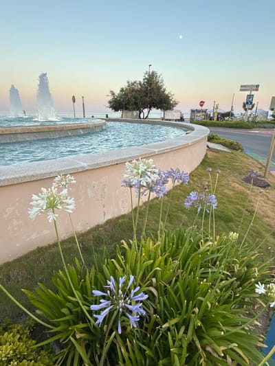The image shows a fountain in a park or public space, possibly along a promenade. The fountain has multiple tiers and is filled with blue water, with jets of water visible. Surrounding the fountain is a paved walkway and a grassy area. In the foreground, there are flowering plants with clusters of white and purple-blue flowers. The plants are lush and green, with some dried foliage. In the background, a tree with dark green foliage is visible, and beyond that, the ocean can be seen meeting a hazy sky. The sky has a gradient of soft blues and pastel yellow and orange hues, suggesting either sunrise or sunset. The overall atmosphere is peaceful and serene. There are streetlights and what appear to be lampposts in the middle ground. In the further background, there are some buildings and signs, including a blue parking sign with a "P" and an arrow, and a red circular sign with a white horizontal bar. The location is identified as Blanes, Spain. The image is oriented vertically.