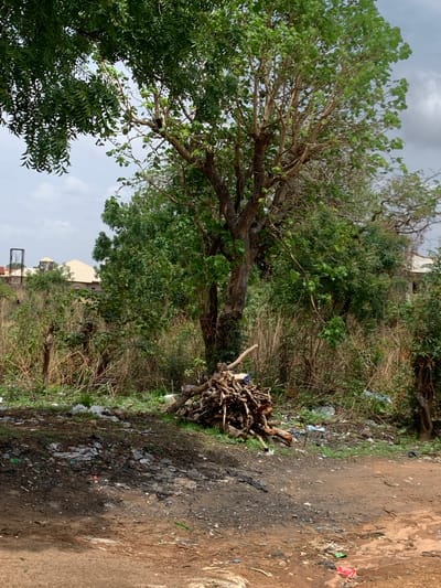 The image depicts a scene in Ilorin, Nigeria. A dirt path runs along the right side of the frame, littered with trash and debris. To the left of the path is an area of dense vegetation, including a large tree with green leaves. A pile of cut wood is visible in the vegetation next to the path. Beyond the trees, a building is partially visible in the background. The sky is overcast. No people are visible in the image.