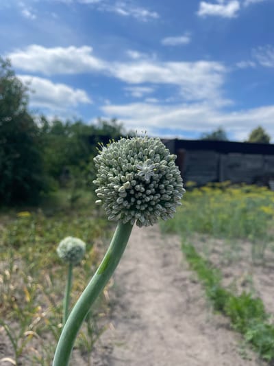 The image shows a close-up of an onion flower head in bloom, with a single white flower visible among the many unopened buds. The flower head is spherical and composed of numerous small, tightly packed white florets, each with a hint of yellow at its tip. A thick green stem supports the flower head, curving upwards and to the right. In the background, out of focus, is a blurry scene with a dirt path, some green foliage, and a dark wooden structure that appears to be a building. Another smaller, less developed onion flower head is visible further in the background. The sky is a clear blue with scattered white clouds. The lighting suggests it is daytime, likely late morning or afternoon. The scene appears to be in a rural or garden setting. There is no visible text in the image. The overall impression is one of nature and growth in an outdoor environment.