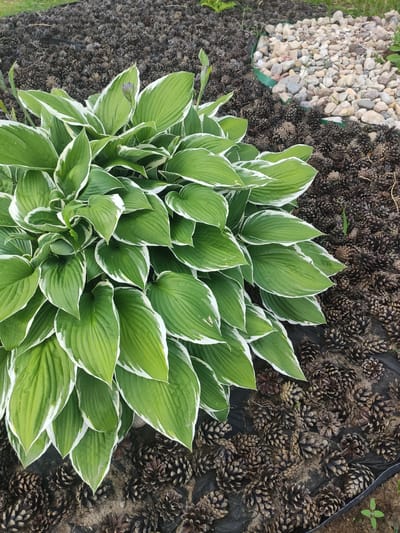 This media file is a top-down, eye-level shot of a hosta plant with variegated green and white leaves. The plant is centrally located and fills a significant portion of the frame. It is surrounded by a landscaping mulch of pinecones and dark soil. To the left of the hosta, there is a border of light-colored gravel. The image appears to be taken outdoors during the daytime, with natural lighting. There are no people or animals visible. The overall scene suggests a garden or landscaped area. The location context provided is Navapolatsk, Belarus. No text is visible in the image.