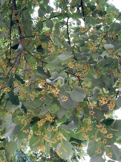 The image shows a close-up view of a linden tree in bloom, viewed from below, looking up towards the canopy. The branches are laden with clusters of small, yellowish flowers and heart-shaped, pale green leaves. The sunlight filters through the leaves and flowers, creating bright highlights and dappled shadows. The perspective suggests the viewer is standing directly beneath the tree. The setting appears to be outdoors, likely in a park or garden, given the abundance of foliage and natural lighting. The time of day appears to be daytime, possibly late morning or early afternoon, judging by the brightness of the light. There is no visible text in the image. The overall impression is one of natural beauty and the vibrant life of a blooming tree. The location context is Vratsa, Bulgaria.