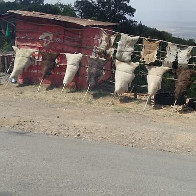 The scene depicts a roadside display of animal hides in Nkaimurunya ward, Kenya. In the foreground, a paved asphalt road transitions to a dirt shoulder with sparse dry grass. Directly behind this, a horizontal line of nine animal hides or fleeces is prominently displayed. Five of these are large, light-colored (white or cream) fleeces, stretched conically over wooden poles driven into the ground. Two other large fleeces are dark brown and similarly stretched. Above these, several smaller, flatter hides of varying colors, including brown, white, and spotted patterns, are strung horizontally. Behind the hides stands a weathered, rectangular structure painted red, featuring a corrugated metal roof. Portions of a white "Airtel" logo and fragmented text reading "FAST" are visible on its side. A green object hangs from the left side of this structure. In the far right, near the last hide, several dark-colored objects resembling discarded tires or rubber are on the ground. The background reveals a dense line of green trees on a ridge, beyond which a hazy, lighter expanse suggests a distant valley or body of water under a clear sky. No individuals are present in the image.