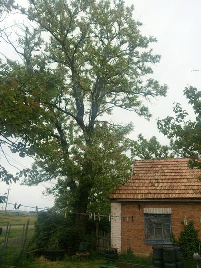 This image depicts a rural or semi-rural outdoor scene in Zelenyi Hai, Ukraine, under an overcast sky.
A large, mature tree with green foliage and numerous pale blossoms dominates the left and central portions of the frame, extending towards the upper edge. Its thick, rough-barked trunk is visible in the lower center. To the right, a small, single-story brick house is partially visible. The house features a reddish-brown tiled roof, exhibiting some discoloration consistent with age. Its exterior walls are constructed from red-brown bricks, with a section of the left corner (from the viewer's perspective) painted white. A single, rectangular window with a weathered blue frame and multiple panes is set into the brick wall.
A clothesline, likely wire or rope, is strung horizontally across the mid-ground. It connects the large tree to the white-painted section of the house. Multiple clothespins of various colors (white, blue, red, brown, and natural wood) are attached to this line, some holding indistinct fabric items.
In the foreground and around the base of the tree and house, green grass and dense bushes are present. Several dark, circular objects, appearing to be stacked old tires, are positioned near the base of the house, both to the left of the window and near the white-painted corner. A rudimentary metal fence or gate is partially visible on the far left, bordering a grassy field that extends into the background. In the distant background, faint outlines of utility poles and possibly other structures are discernible against the hazy, light-gray sky. A thin antenna-like structure is faintly visible against the sky in the upper right. No individuals are present in the scene.