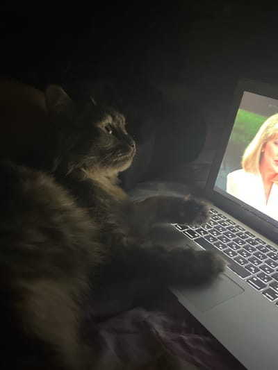 In a dimly lit room, a fluffy gray cat is sprawled across a laptop keyboard, its paw resting on the touchpad. The cat is facing to the right, looking towards the laptop screen. On the screen, a woman with blonde hair and a white jacket is visible. The laptop is placed on what appears to be a bed or couch covered with a patterned fabric. The scene is dark, with the primary light source coming from the illuminated laptop screen and keyboard. The location is not specified within the image.