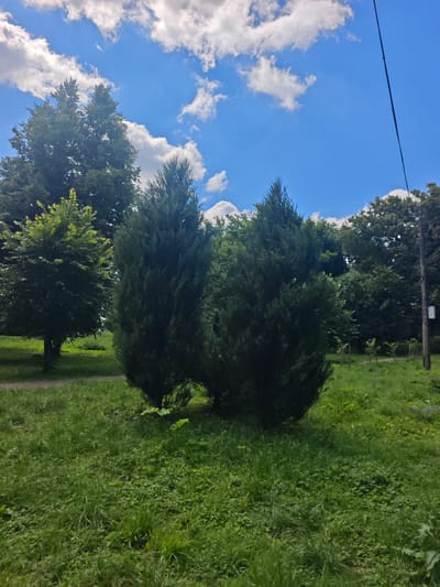 The image depicts a serene outdoor scene in Chekhov, Russia, characterized by lush greenery under a bright blue sky dotted with white clouds. In the foreground, a well-maintained lawn is visible, interspersed with various types of grasses and small plants. Two prominent evergreen trees, likely junipers, stand closely together, dominating the mid-ground. To the left of these trees, a deciduous tree with lighter green foliage is present, and further in the background, a dense line of mature trees forms a natural backdrop. A light-colored gravel path can be observed running horizontally across the mid-ground, separating the lawn from the trees. On the right side of the image, a utility pole with a white electrical box is situated, and beyond it, more trees complete the landscape. The overall impression is one of natural beauty and tranquility, suggesting a park or a well-landscaped public area within the city of Chekhov.