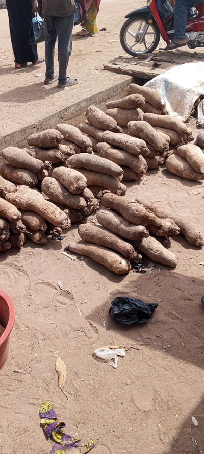 The scene depicts an outdoor market or street area in Doma, Nigeria, dominated by a large quantity of yams. Numerous elongated, irregularly shaped yams, displaying varying shades of brown and tan, are piled in several clusters directly on the dusty, light-brown ground throughout the foreground and midground.
To the far left foreground, a section of a reddish-brown plastic basin is visible. Scattered across the dusty ground are miscellaneous items: a crumpled black plastic bag, a white transparent plastic bag, a dried light-brown leaf, and a piece of fabric with a purple, yellow, and black pattern. Footprints are evident in the loose earth.
A concrete curb or low wall extends horizontally across the midground, separating the primary yam display area from a higher, dusty ground level beyond. On this elevated ground, several individuals are partially visible. From left to right: the lower legs and feet of a person wearing a long black garment and blue flip-flops, carrying a blue handbag; the lower legs of a person in gray pants and light-colored sandals; and the lower legs of a person wearing a patterned yellow and green garment and brown sandals. To the far right, the lower legs of a person in blue jeans and dark flip-flops are seen positioned on a red and black motorcycle, whose silver front wheel is also visible. A white sack rests behind the yam pile on the right side of the concrete curb. The environment is uniformly dusty, and the scene is illuminated by natural daylight, casting shadows.