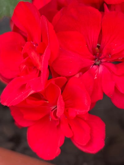 The image shows a close-up of red geranium flowers. The flowers are clustered together and fill most of the frame. The background is blurry, with hints of dark and green, suggesting soil and vegetation. The photograph appears to have been taken in natural light. The scene contains no people, interactions, or identifiable features related to the city of Aidemir, Bulgaria.