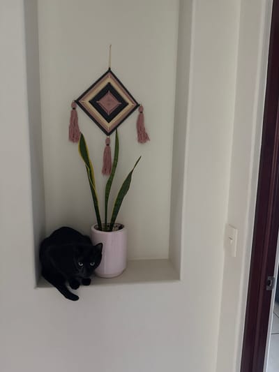 The image presents an interior scene within a wall niche, likely in a residence in Cuernavaca, Mexico. A black cat with glossy fur is the central subject, curled up comfortably on the right side of the niche. Its bright, wide eyes are directed towards the viewer, conveying an alert and curious expression.

Beside the cat, a vibrant snake plant (Sansevieria trifasciata) thrives in a pale pink cylindrical pot, its green leaves with yellow margins adding a touch of natural color. On the left wall of the niche, a handcrafted decorative piece, consistent with an Ojo de Dios (God's Eye), is displayed. This diamond-shaped ornament features intricate yarn weaving in shades of black, cream, and dusty rose, embellished with matching tassels at its points.

The niche walls are painted in a clean, light tone, possibly white or off-white, offering a bright backdrop for the subjects. Above, a dark wooden beam or trim runs across the top of the larger wall, and a simple white light switch is visible. The setting appears to be a well-lit indoor space, creating a serene and domestic atmosphere. No text is visible in the image.
