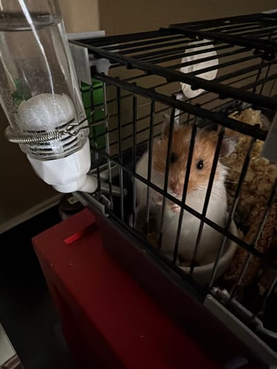 A Syrian hamster with white and tan fur is inside a black wire cage, facing the camera. Its front paws are raised, and it appears to be grooming. A water bottle with a metal spout is attached to the side of the cage. The cage is placed on top of a red surface. The background is a plain, light brown wall. The scene is indoors, and it's not possible to determine the exact location in the city of Shcherbinka, Russia.