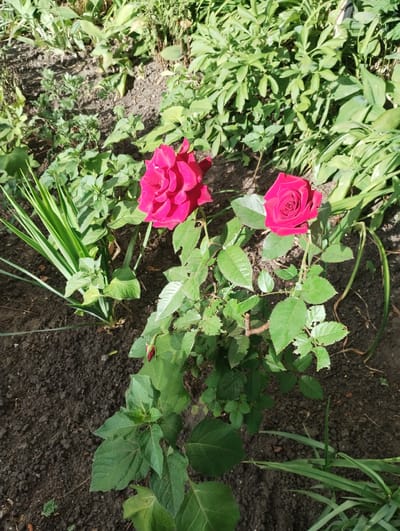 The image captures a close-up, overhead view of a garden bed with two vibrant, dark pink roses in bloom. The roses are the primary subjects, with one fully opened and the other partially opened, showcasing its delicate petals. Both flowers are surrounded by lush green foliage, which varies in texture and density. Some leaves are broad and veined, while others are narrower and grass-like. The ground beneath the plants is dark soil, with a few small stones and dry leaves scattered across its surface.
The scene suggests a sunny day, indicated by the bright lighting and the clear shadows cast by the leaves and roses. The overall impression is one of natural beauty and the tranquility of a garden in bloom. There are no people, objects, or text visible in the image. The location is identified as Sumy, Ukraine, implying a temperate climate suitable for rose cultivation. The image seems to be taken at eye level, looking down at the garden.