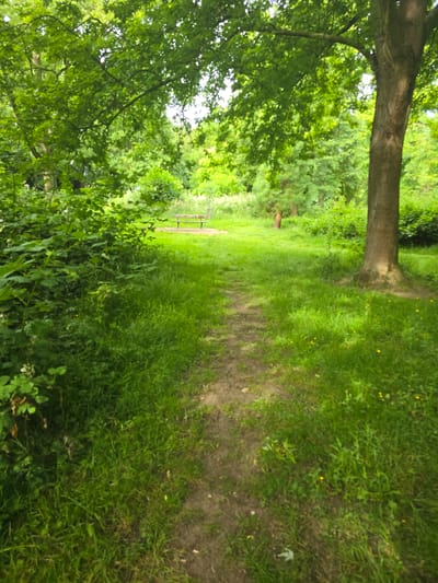 The image depicts a dirt path winding through a lush green park in Stockton-on-Tees, United Kingdom. The path is bordered by tall grass and dense foliage on the left, with a large tree trunk prominently featured on the right. In the background, a wooden bench is visible on a grassy clearing, surrounded by more trees and greenery, suggesting a tranquil outdoor setting. The scene is dominated by natural elements and evokes a peaceful, park-like atmosphere, typical of urban green spaces.