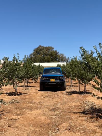 A blue Ford Bronco is parked in the middle of an orchard in Ramot HaShavim, Israel, at coordinates 32.163, 34.87. The car is facing the camera, with the front grill and license plate visible. There are several small trees on both sides of the vehicle. The ground is covered in dry leaves and dirt. The sky is clear and blue. There are no people in the scene.  The car appears to have been driven onto the dirt path in the orchard. There are no signs of damage to the car or the trees, and no other objects of interest are present.