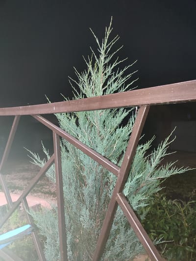 The image depicts a coniferous shrub, possibly a juniper, in front of a dark, out-of-focus background. The shrub has a feathery texture with needle-like leaves. It is partially obscured by a dark brown, metallic railing with a geometric, angular design. The railing appears to be part of an outdoor structure, possibly a fence or a gate. The lighting suggests it is nighttime or a dimly lit area, with some light reflecting off the metallic railing, creating a slight glare. The overall environment appears to be a garden or yard, with hints of other vegetation and ground cover visible in the blurred background. There are no people or animals present in the image. The location is identified as Ivanovka, Russia.