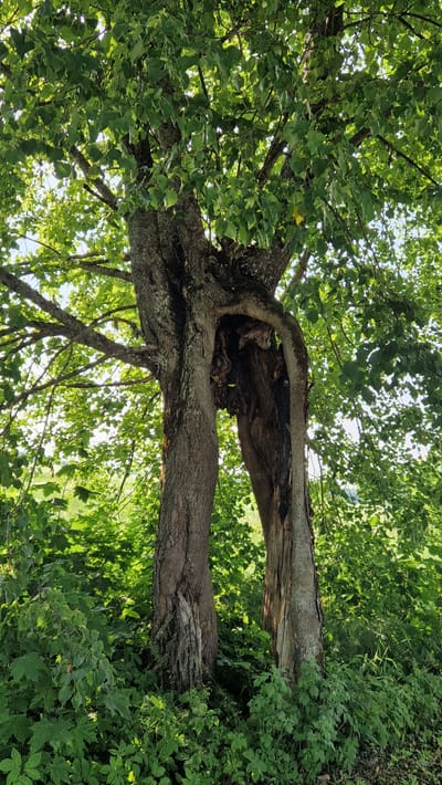 The image shows a split tree in a park-like setting, surrounded by lush green foliage. The tree appears to be old, with a thick, gnarled trunk that has split down the middle, creating an opening. One side of the trunk has a branch that arches over and connects to the other side, forming a natural archway. The leaves of the tree are a vibrant green, and sunlight filters through the canopy, creating dappled light on the ground. The ground is covered in smaller plants and undergrowth. The scene is peaceful and serene.

The tree is located in Sigulda, Latvia, a city known for its natural beauty and numerous parks and forests. This particular tree, with its unique formation, is a striking example of nature's artistry. It stands as a testament to the enduring power of the natural world, a place where time seems to slow down and one can reconnect with the beauty of the earth.