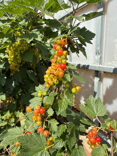 This image shows a close-up view of red currants growing on a bush in the city of Bronnitsa, Russia. The currants are in various stages of ripeness, with some being green and others a vibrant red and orange. They are clustered on stems, surrounded by lush green leaves. The background is slightly out of focus, showing a white surface with metal bars, possibly a water tank or part of a building structure, and some wooden elements. The scene is illuminated by bright sunlight, casting shadows on the leaves and berries. There are no people or animals visible in the image.