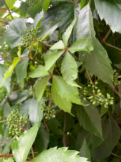 The image shows a close-up view of a Virginia creeper plant with lush green leaves and clusters of small, developing green berries. The plant appears to be growing on a wall or trellis, as indicated by the dense foliage and intertwining stems. The lighting suggests an outdoor setting, possibly during daylight hours. The background is a blur of green and darker shades, indicating a natural environment. There are no people or man-made structures clearly visible in this particular frame. The scene captures the natural growth and early development of the plant's fruit.