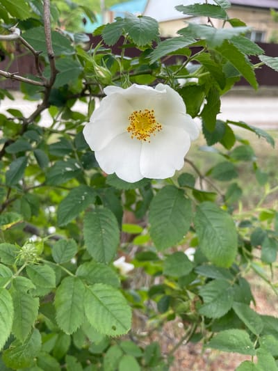 The image shows a white rose in full bloom, surrounded by green leaves and thorny branches. The flower has a yellow center. The background is blurred, but it appears to be an outdoor setting with other plants and trees. Given the request that the location be in Olginka, Russia, and the prevalence of roses in gardens and public spaces, it is conceivable that the image was taken in a garden or park in Olginka, Russia. No people or specific actions are apparent in the image.