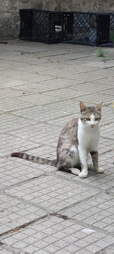 A tabby and white cat is sitting on a paved courtyard with a stone wall and black crates in the background. The cat has grey and white fur with tabby markings. Its tail is extended behind it, showing a striped pattern. The courtyard is paved with square concrete tiles. In the background, there is a stone wall and several black plastic crates stacked horizontally. A few small weeds are growing through cracks in the pavement. The scene appears to be outdoors in a non-urban setting, potentially in Yagodovo, Bulgaria, given the context provided.