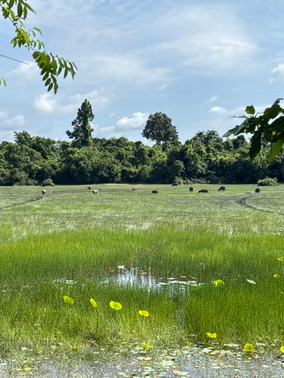This image depicts a rural landscape in Banteay Srei, Cambodia, featuring a flooded paddy field in the foreground and a dense line of trees in the background. The foreground is dominated by vibrant green grass and scattered yellow lily pads floating on the water's surface. In the middle ground, several water buffalo are grazing or standing in the shallow water of the paddy field. The background is a thick, lush forest, with a few taller trees interspersed within the foliage. The sky above is a light blue with scattered white clouds. The overall scene conveys a peaceful and natural environment.