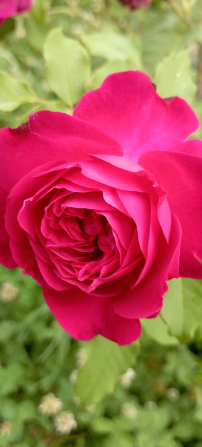 A close-up, vertical-format photograph captures the intricate details of a vibrant pink rose. The rose occupies the majority of the frame, with its petals unfurling in a spiral pattern towards the center. The outer petals are a rich, saturated pink, transitioning to a slightly lighter shade as they curve inwards. The background is softly blurred, revealing hints of green foliage and out-of-focus lighter colored blossoms, suggesting an outdoor garden setting. No people are visible in the image, and no specific location in Radisne, Ukraine can be determined from the visual information provided. The lighting appears natural, likely daylight, highlighting the delicate texture and form of the rose petals.