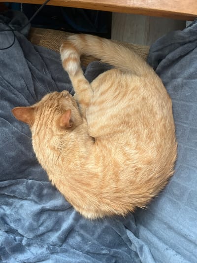 An orange tabby cat is curled up asleep on a dark gray fuzzy blanket. The cat is in a tight ball, with its head tucked into its body and its tail wrapped around it. The blanket is draped over a woven surface, possibly a chair or cushion, and there is a wooden surface above the blanket. The scene appears to be indoors. There is no information to indicate the location in Zabrze, Poland.