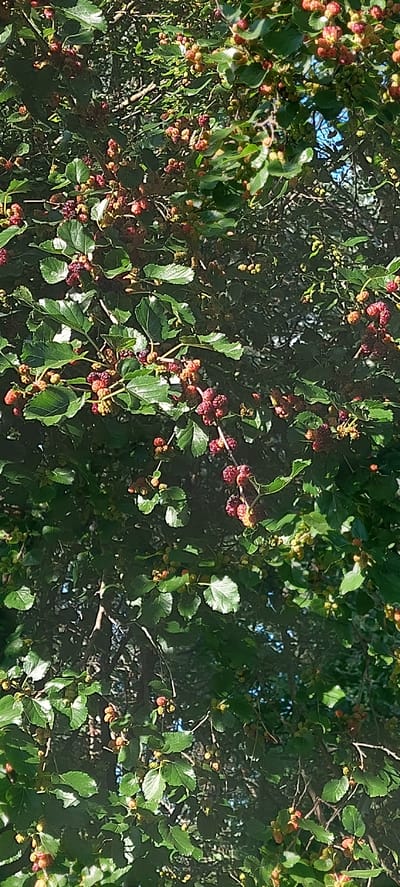 This is a close-up, horizontal, eye-level shot of a mulberry tree laden with ripening fruit. The scene is dominated by lush green leaves and numerous clusters of small, oblong mulberries. The fruits are in various stages of ripeness, with some showing a light red to pink hue, while others are a deep, dark red, indicating they are nearing full maturity. The branches of the tree are visible, creating a dense canopy, with sunlight filtering through the leaves, casting dappled light and shadows across the scene. The background is a blur of green foliage and hints of bright blue sky, suggesting an outdoor setting on a clear day. The image appears to be taken in the daytime, likely late spring or summer when mulberries are in season. There are no people or animals visible, and the focus is solely on the natural bounty of the tree. The overall impression is one of abundance and the quiet beauty of nature. The location context is Voronkiv, Ukraine. There is no visible text in the image.
