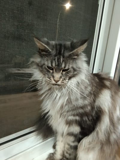 A medium shot image, taken from a slightly low angle, shows a large, long-haired tabby cat with a fluffy mane and tail, sitting on a windowsill. The cat is facing slightly to the left, with its head tilted downwards and its eyes partially closed. Its fur is a mix of grey, black, and white, with distinct tabby markings on its face and body. The cat has long, white whiskers.

The windowsill is white and appears to be part of a window frame. Behind the cat, a dark grey screen is visible, through which some light is shining, creating a bright spot near the top center of the image. To the right of the cat, a white window frame is visible. The background behind the screen is dark and indistinct.

The image does not contain any information that would allow for the determination of its location within the city of Yoshkar-Ola, Russia.