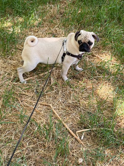 In a grassy outdoor area with dry straw and green blades, a fawn-colored pug stands on a leash. The pug is wearing a dark harness. The leash, which is black, extends out of frame to the left. The pug is facing the camera, looking to its right with a slightly concerned expression. The background consists of dappled sunlight filtering through trees, creating shadows on the ground. The scene appears to be a park or a yard. The exact location in Simferopol, Ukraine, cannot be determined from the visual information provided in the image.