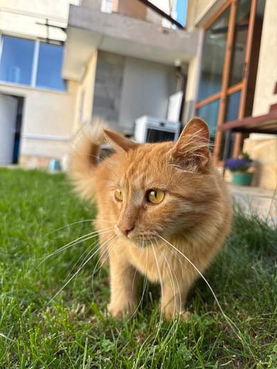 An orange cat is standing on a lawn. The location is Berkovitsa, Bulgaria. A building is in the background with windows and a sliding glass door.