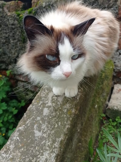 A medium shot of a Ragdoll cat with blue eyes, brown and white fur, and long white whiskers, is perched on a moss-covered concrete surface outdoors. The cat is looking to the right, with its head tilted slightly down. In the background, there are blurred green plants and a brick wall. The setting appears to be a garden or a natural area. This image was taken in Degtyarsk, Russia.