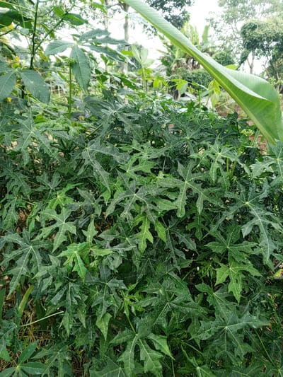 A dense cluster of dark green Japanese aralia plants dominates the scene, characterized by their distinctive lobed, palmate leaves. A large, broad banana leaf arches above the foliage, adding a tropical element. The background reveals a mix of trees and foliage, hinting at a lush, natural setting under an overcast sky.