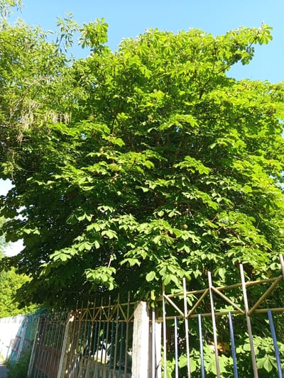 The image shows a large chestnut tree with lush green leaves and some developing conkers, seen from behind a weathered metal fence. The fence is composed of vertical bars and horizontal crisscrossed supports, with some sections painted in blue and rust colors, and a concrete post on the left. The tree is full of dense foliage, casting shadows. In the background, a clear blue sky is visible. The scene appears to be located in an urban environment, possibly a street or park area.