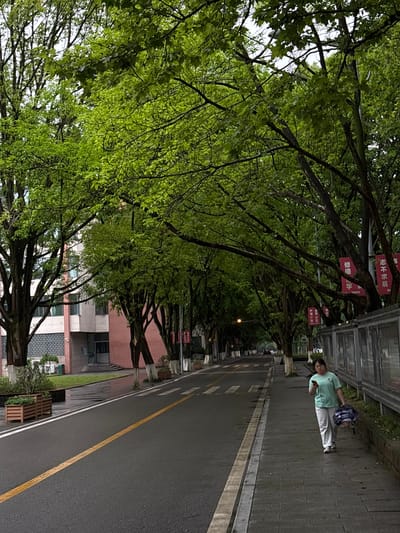 A long tree-lined street is shown in Nan'an District, China. A woman wearing a green shirt and light-colored pants walks on the right sidewalk, holding a phone in her left hand and a bag on her left arm. Trees line both sides of the road, their branches and leaves forming a dense canopy overhead. Red banners with Chinese characters are affixed to some of the tree trunks. On the right, a bus stop structure is visible. The road has a yellow line marking its center. Buildings are visible behind the trees on the left. The pavement appears wet.
