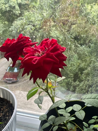 The image shows two vibrant red roses in the foreground, positioned in front of a window. The roses are large and detailed, with many ruffled petals. Behind the roses, a blurry green backdrop suggests foliage, likely trees and bushes, seen through the window. The scene is brightly lit, hinting at daylight.
To the right of the roses, a potted plant with green leaves is visible, placed on a windowsill. The pot is dark, and some of its leaves are illuminated. In the lower right corner, the rim of another pot filled with dark soil is seen.
Reflected in the window, a portion of a car, possibly a vintage model with a reddish hue, is visible, along with a hint of the road or ground it's on. The overall setting appears to be indoors, near a window with a view of the outdoors. The lighting and the freshness of the roses suggest it could be daytime. There is no visible text in the image.