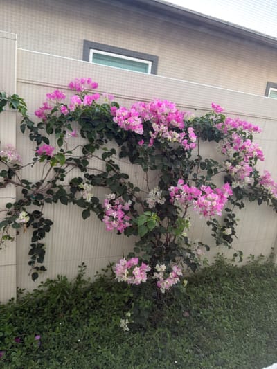 A bougainvillea plant with vibrant pink and white flowers is climbing a light-colored, vertically paneled fence in front of a tan building. The building has a dark-trimmed window visible near the top left of the frame. Dense green ground cover is growing at the base of the fence. The scene appears to be in an outdoor residential or commercial area.