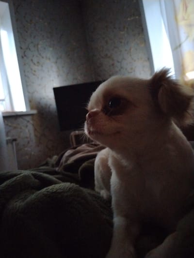 A small, light-colored dog is the main subject of the photograph, positioned in the foreground and slightly off-center to the right. The dog, appearing to be a Japanese Chin or a similar breed, has dark eyes and a light-colored snout. It is looking to the left of the frame. The dog is partially covered by a dark green, textured blanket that occupies the lower left portion of the image.
The background is dimly lit and appears to be an indoor setting. To the left of the dog, a window with a white frame and sheer curtains is visible, admitting a soft light. Behind the dog and slightly to the left, a dark, flat-screen television is mounted on a wall. The wall itself is covered in patterned wallpaper with a subtle design in muted tones of grey and beige. Further to the right in the background, another curtain with a yellow floral pattern is visible. The overall lighting suggests it is either dawn, dusk, or a dimly lit room.
The scene is indoors, likely a living room or bedroom, and there is no indication of the specific location within Solontsy, Russia, other than it being a residential interior. No people are present in the image, and the focus is solely on the dog and its immediate surroundings. The image has a soft focus, particularly on the background elements.