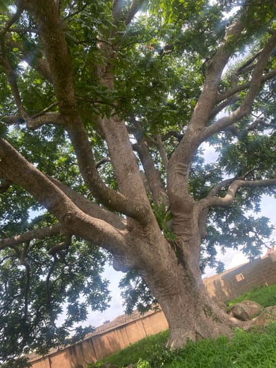 The image shows a large, mature tree with a thick, textured trunk and spreading branches filled with green leaves. The tree is viewed from below, looking up towards the canopy and the sky. In the background, there is a brick wall with barbed wire on top, indicating a boundary or fence. Beyond the wall, a building is partially visible. The ground is covered in green grass and some large rocks are scattered near the base of the tree. The scene appears to be outdoors, with natural sunlight filtering through the leaves. The image does not contain any people. The location is identified as Du, Nigeria.