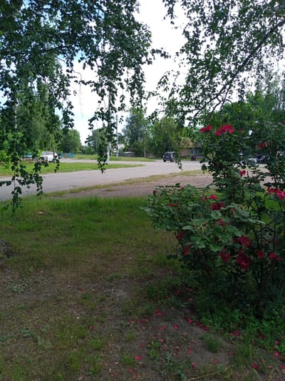 In Luka, Ukraine, a scene unfolds under a canopy of green foliage, likely a tree, with its leaves obscuring parts of the sky and background. In the foreground, a vibrant bush of red roses is in bloom, its petals scattered on the ground. Beyond this natural display, a paved road curves into the distance. To the left of the road, a white car is parked, and further along, a blue structure is visible. On the right side of the road, a small, rustic house with a dark roof stands, and a red scooter is parked nearby. The environment appears to be a rural or suburban setting, with grassy areas interspersed with the road and buildings. The overall impression is a peaceful, summery day in a Ukrainian village.